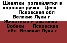 Щенятки- ротвейлятки в хорошие ручки › Цена ­ 7 000 - Псковская обл., Великие Луки г. Животные и растения » Собаки   . Псковская обл.,Великие Луки г.